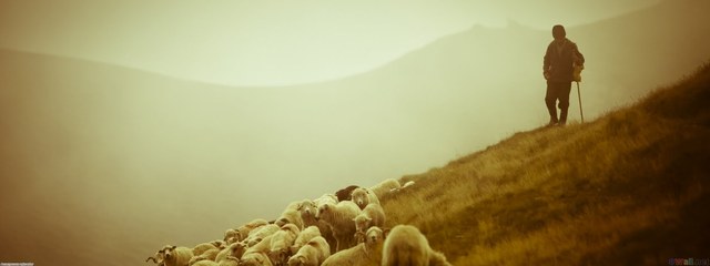 Muhammad works as a shepherd