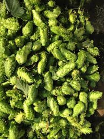 Cascade Hops
