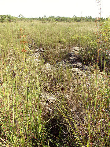 Everglades Restoration Plan Passed