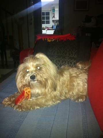 Un gran regal: Lluna!