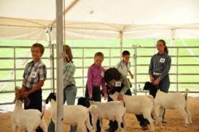 First Year of 4-H
