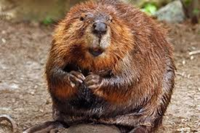 All Beaver Trapped in Hudson Valley