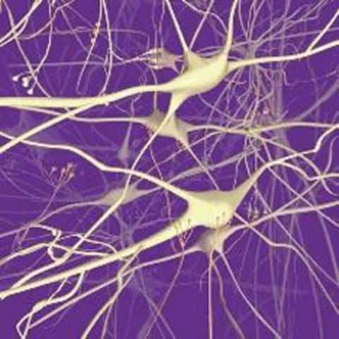 Впервые в мире произведена пересадка клетки человеческого мозга