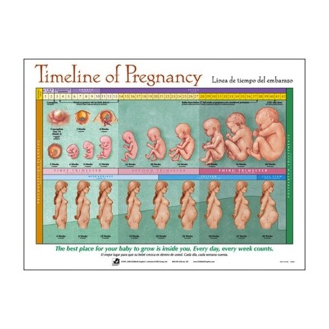 What are the stages of pregnancy?