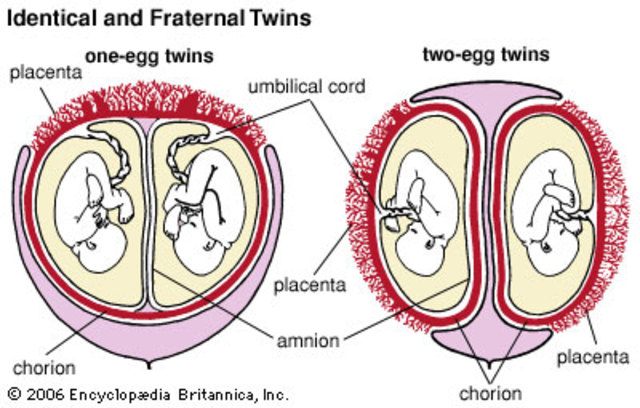 Do identical or fraternal twins share umbilical cord?