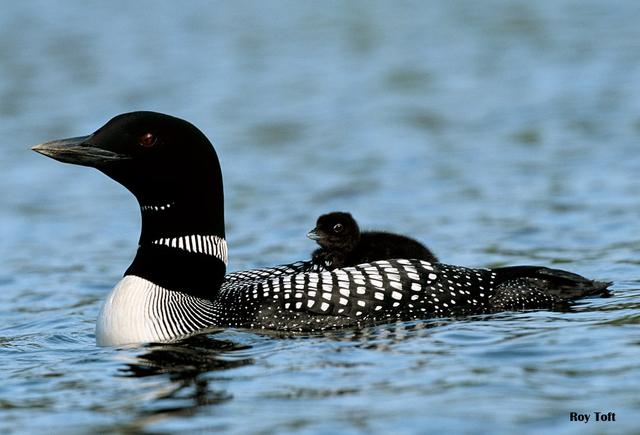 WI passes acid rain law