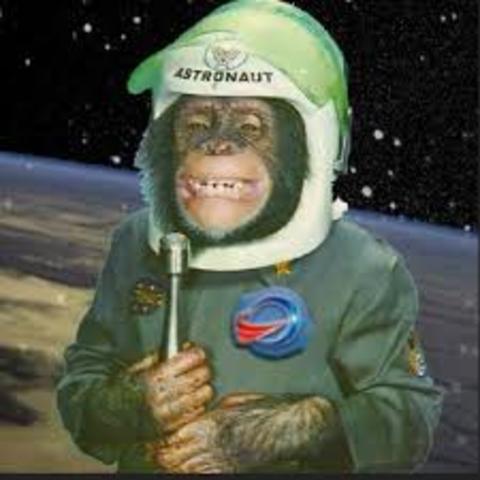 first monkey to survive