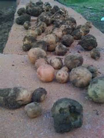 Ireland suffers through the Great Potato Famine