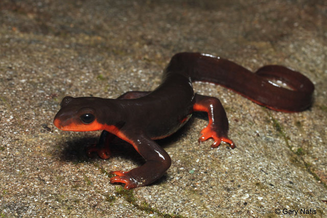 Newts