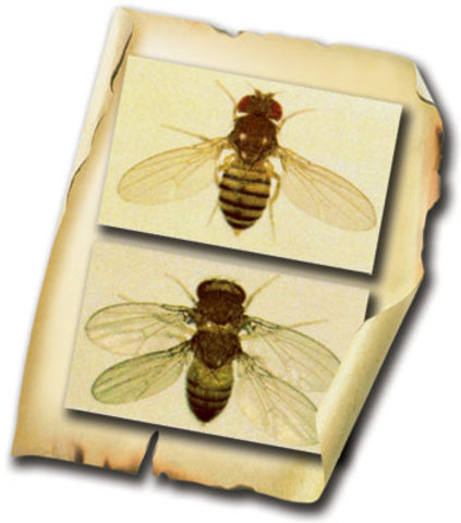 Mutations of Species