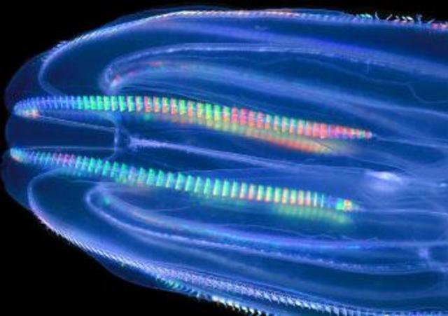 Warty Comb Jelly is Earth’s Earliest Extant Animals