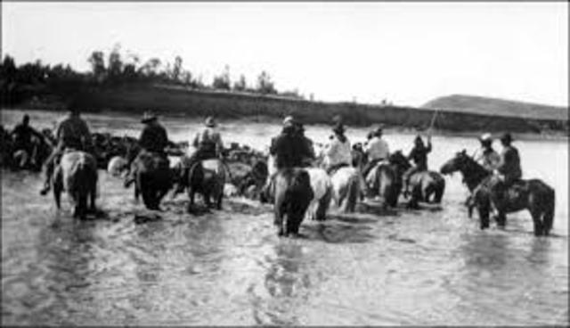 cattle drives