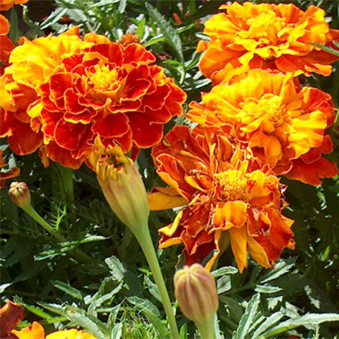 Marigold