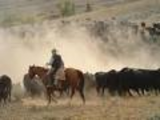 Cattle drives