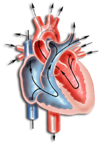 William Harvey discovered circulation of the blood