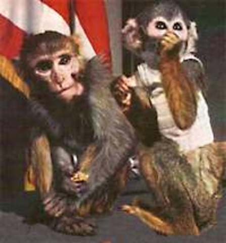 Monkeys Back Into Space