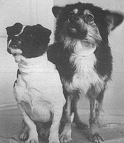 More Dogs Being Launched