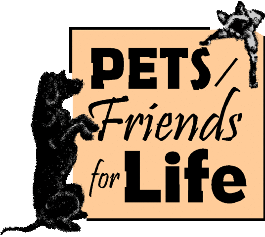 Started volunteer hours