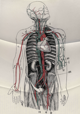 william harvey discovered circulation of the blood