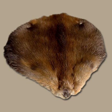Beaver Skins