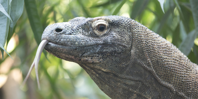 Fire at San Antonio Zoo