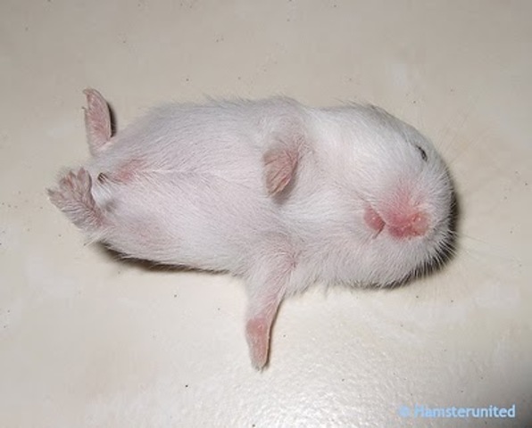 my cat ate my hampster