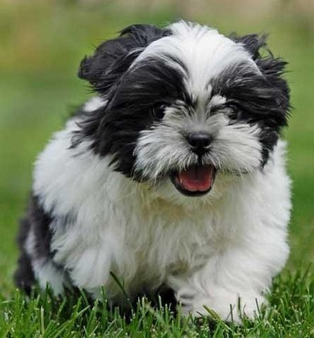 conseguir mis primeros perros