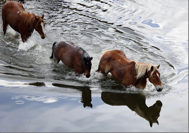 paseos a caballo en Banff