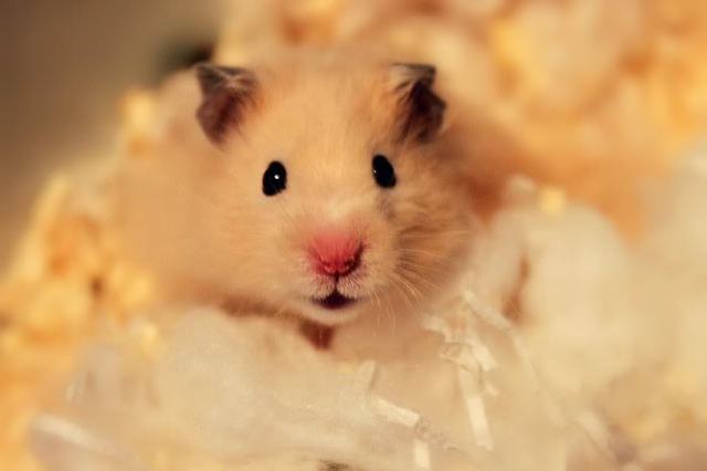 mi primer hámster