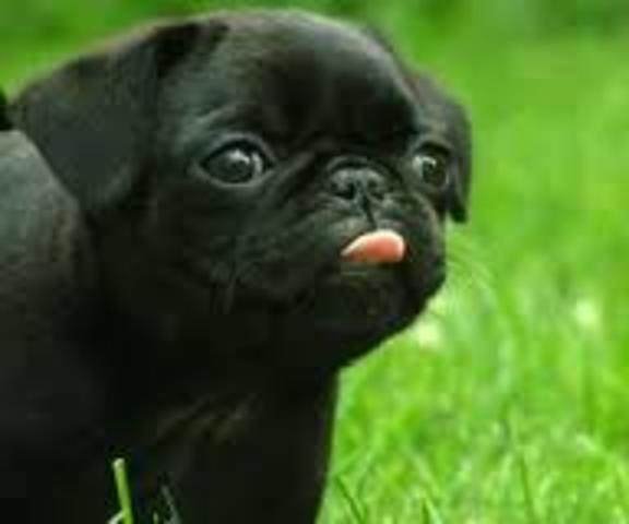the birth of the pug
