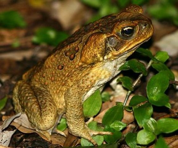 Cane Toad