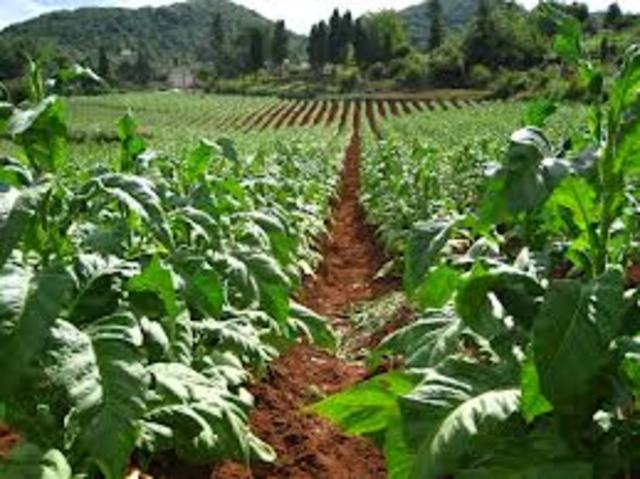 Tobacco Cultivation in the South Begins