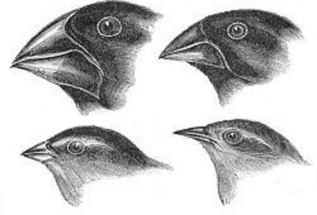 Returned from the scientific trip on the HMS Beagle.