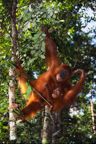 Sumatra