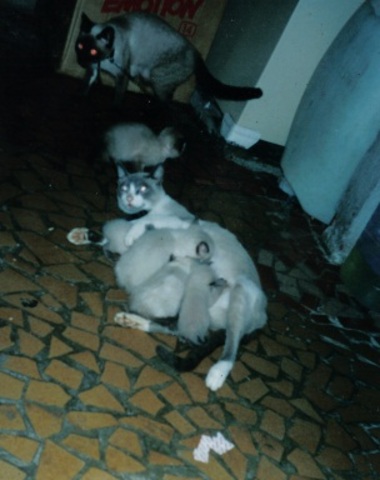 Seu gato safado (deixou as duas esposas prenhas na primeira noite em casa), suas duas prenhas, e no fundo o Salgadinho...