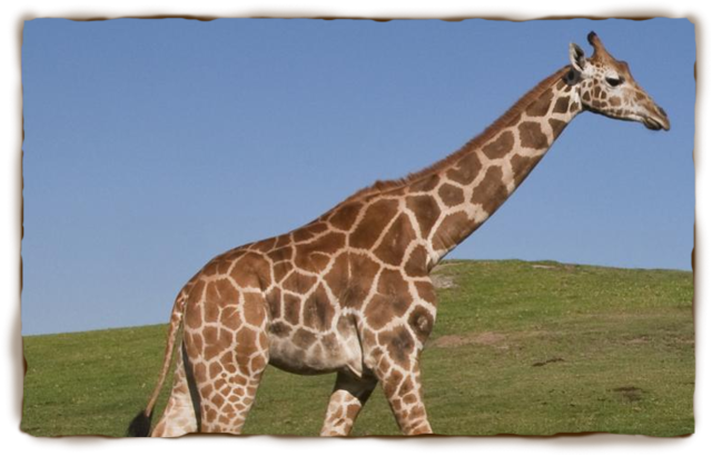 Giraffes