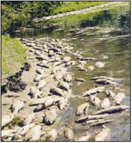 Fish Kill