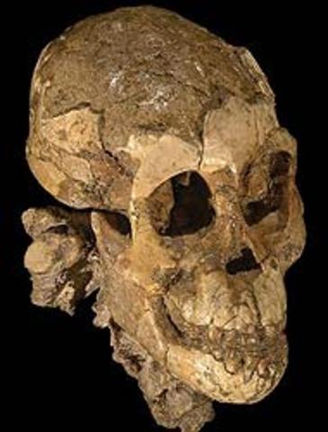 Australopithecus Afarensis
