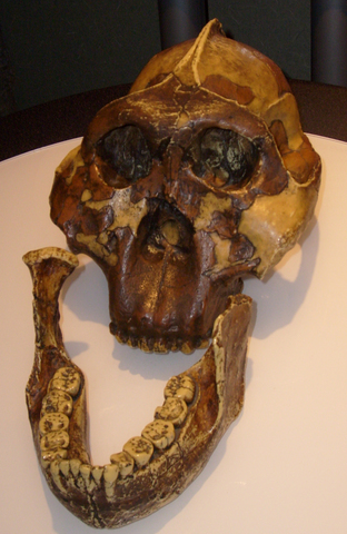 Paranthropus Boisei