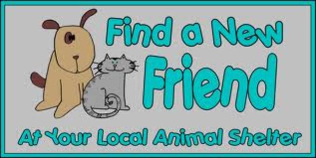 Volunteering at Animal Shelter