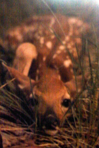 The Fawn