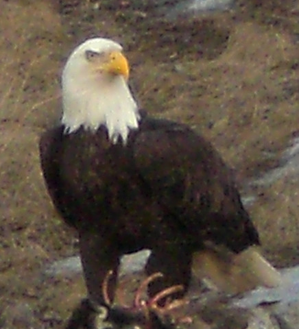 Majestic carrion eater