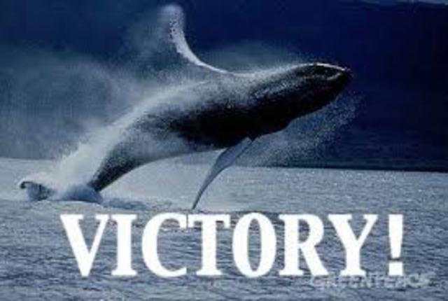 Global Ban on Whaling