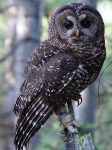 Spotted Owl named Endangered Species