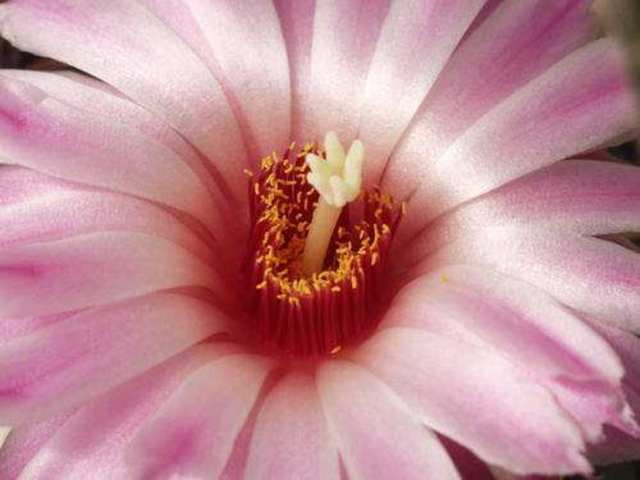 découverte de l’intérêt des plantes hybrides