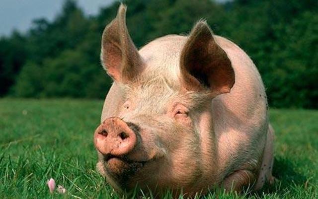 Pigs Grow Human Organs with Stem Cell Breakthrough