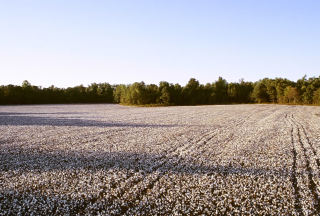 Cotton Field