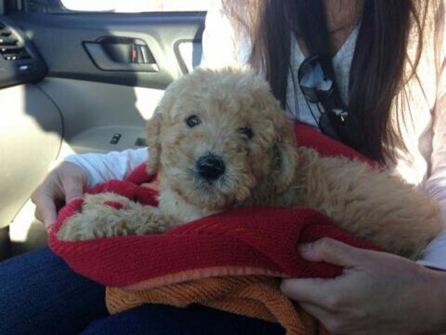 1st baby aka snoop dog