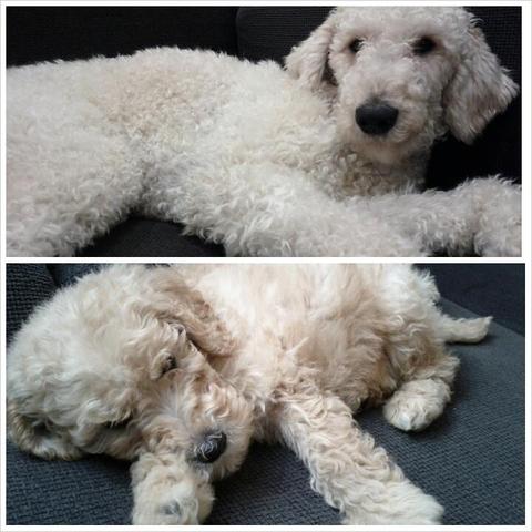 snoopy's 1st birthday