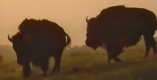 End of Bufalo Herd
